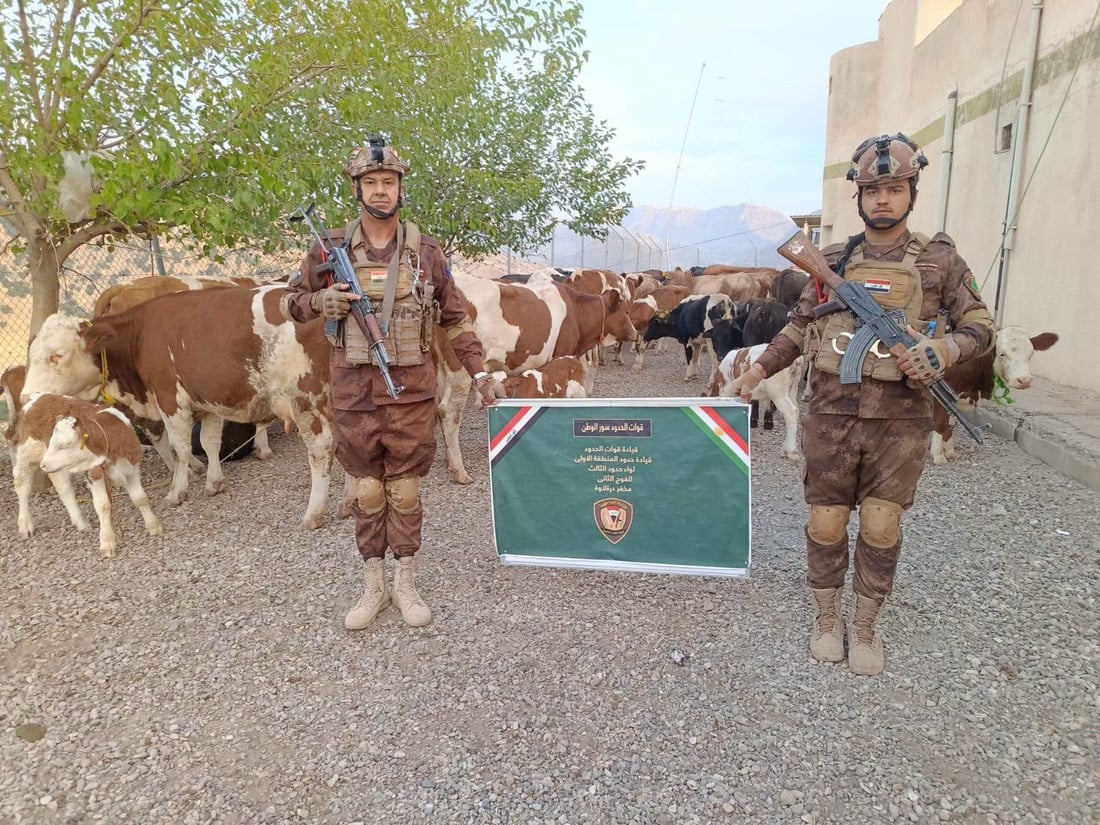 پاسەوانى سنوور لە سنوورى سلێمانى 185 مانگایان دەستبەسەرداگرت