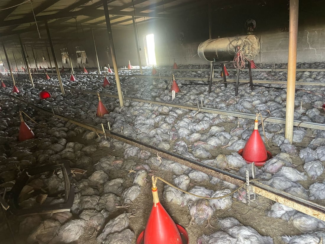 ئاگر لە هەناوی کێڵگەیەکی پەلەوەری سنووری بنگرد هەڵگیرسا