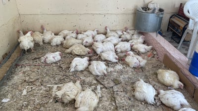 داوا دەکرێت دوکانى مریشکفرۆشانى ناو کۆڵانەکان دابخرێن