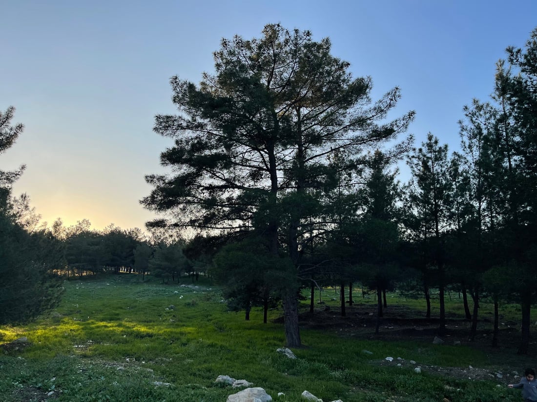 صور: أكبر شجرة في غابة طاسلوجة امتصت 945 كغم من CO2