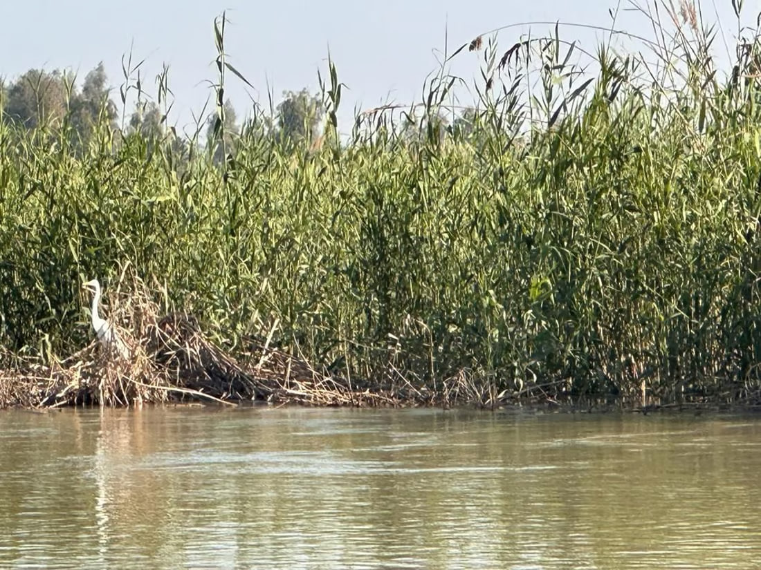 Illegal fishing threatens endangered turtle