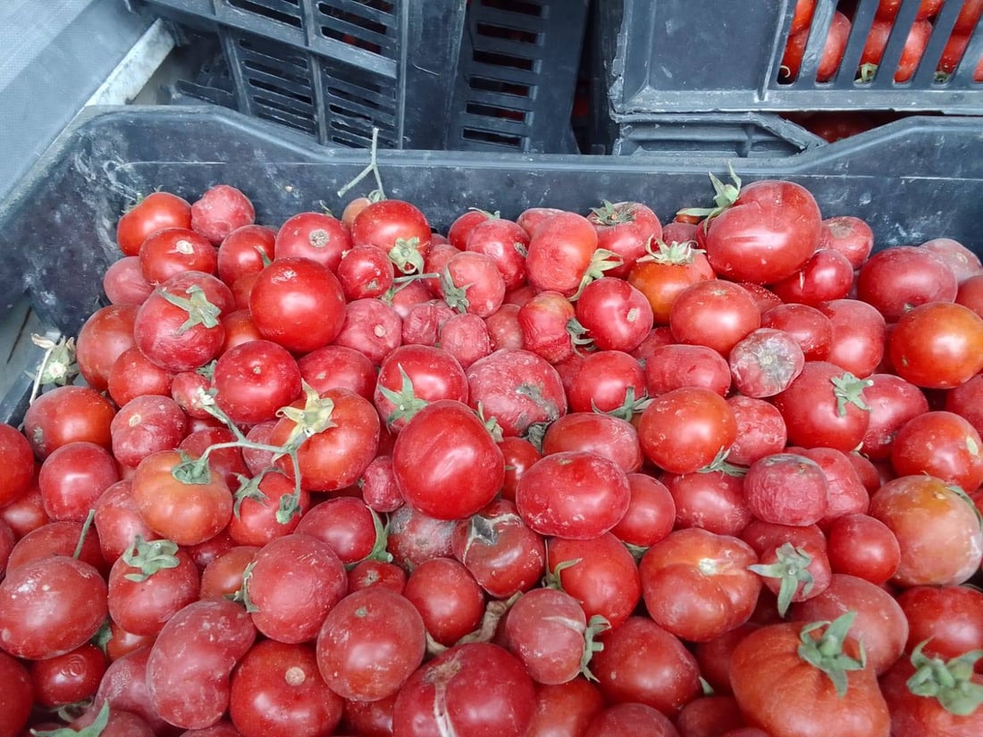 Kalar authorities confiscate and destroy shipment spoiled tomatoes