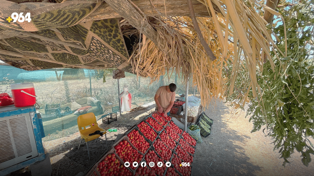 تەماتە پەمەییەکەی شارەزوور بۆ برژاندن و تەشریب بەرناکەوێت