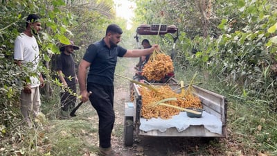 Palm trees planted for shade yield surprise date harvest in Daquq