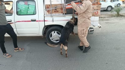 Police dogs aid Salah Al-Din security forces in narcotics crackdown