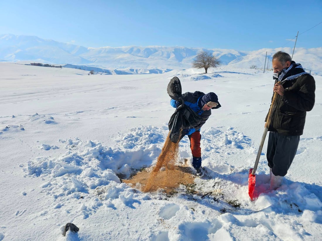 قەڵادزێ؛ سفرەیەکى پڕ لە خۆراک بۆ ئاژەڵ و باڵندەکان رادەخات