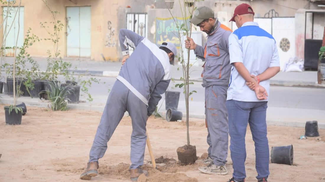 “احموها من المواشي”.. ألف شجرة لتنقية أجواء الزبير في 8 مناطق (صور)