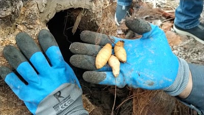 انتبهوا.. السوسة الحمراء “تطير” في النجف.. أفلتت من “حجر البصرة” وفتكت بالنخيل