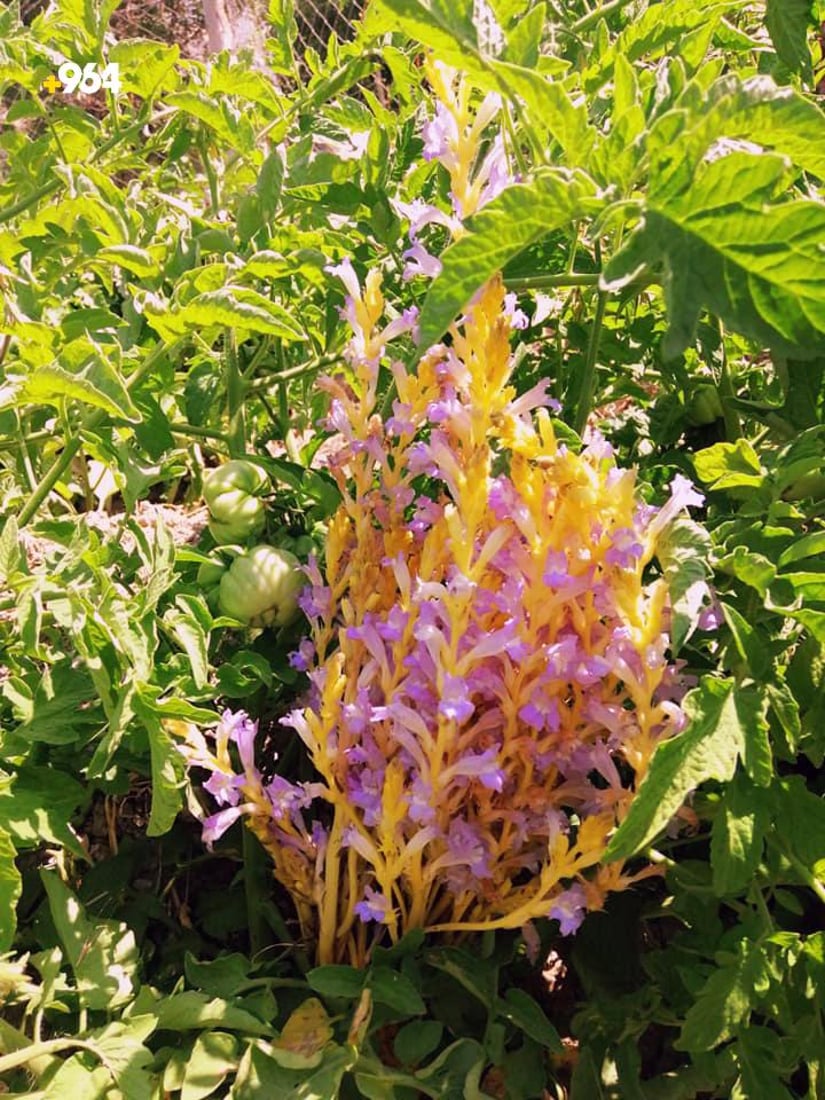 گورگە قڕانی بە تەماتەی برادۆست هێناوە