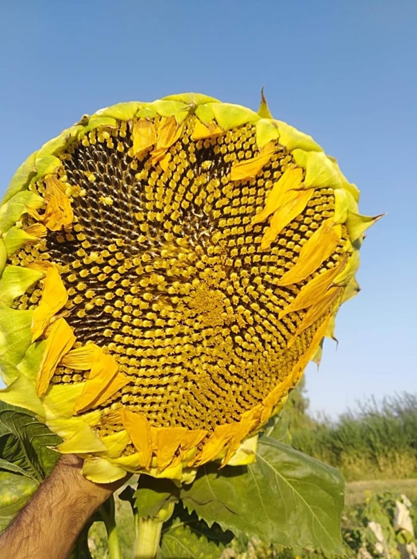 Sharazur sunflower with high oil content cultivated to boost local production