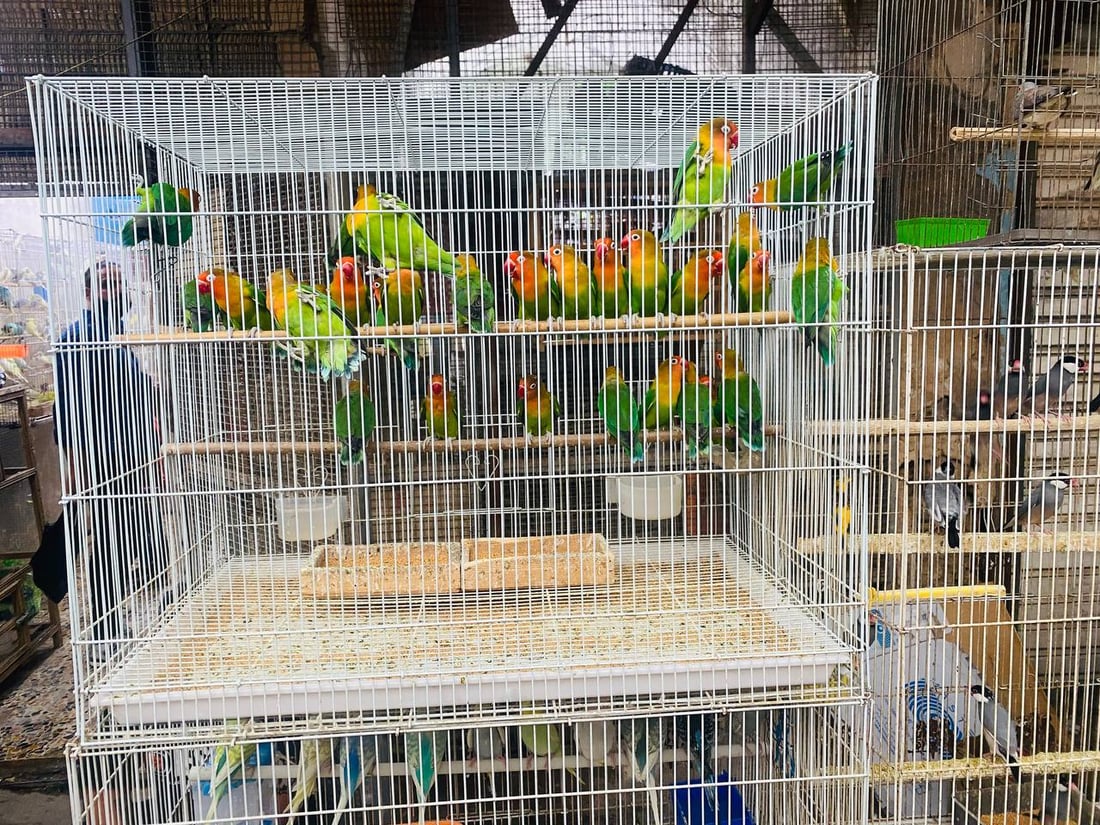 صور: حلَّ الخريف وبدأ موسم تزاوج البلابل.. سوق العمارة امتلأ بأقفاص سعف النخيل