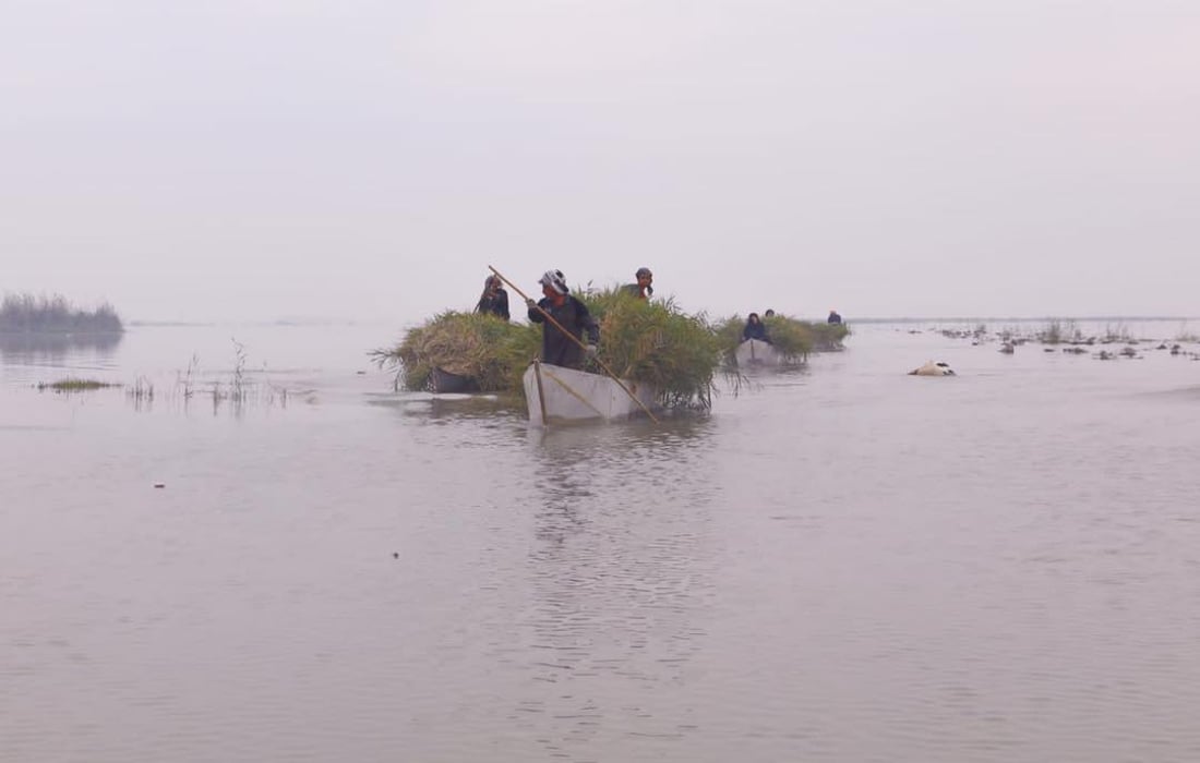 صور من الهور: الحويزة يتنفس من جديد بعد مياه الأمطار الأخيرة