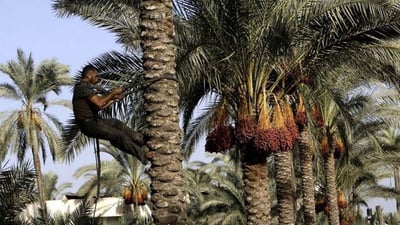 عێراق دەیەوێت هێندەی تر خورما لە بەغدا زۆر بکات