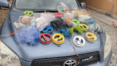 راوچیەکی ماسی دەستگیر کرا