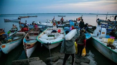 كبير صيادي الفاو لـ964: مزاد النقعة يصدّر 150 طناً من الأسماك يومياً (فيديو)