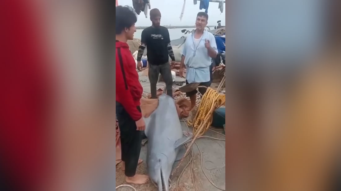 اصطياد دولفين في خور عبدالله.. وقع بالشباك صدفة و