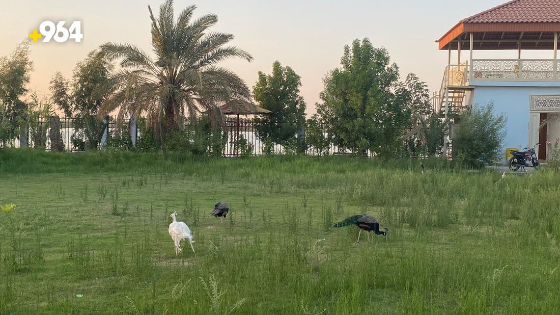 شاليهات على شط العرب شامل خدمة الغزلان والطواويس بنصف مليون.. صور من أبي الخصيب