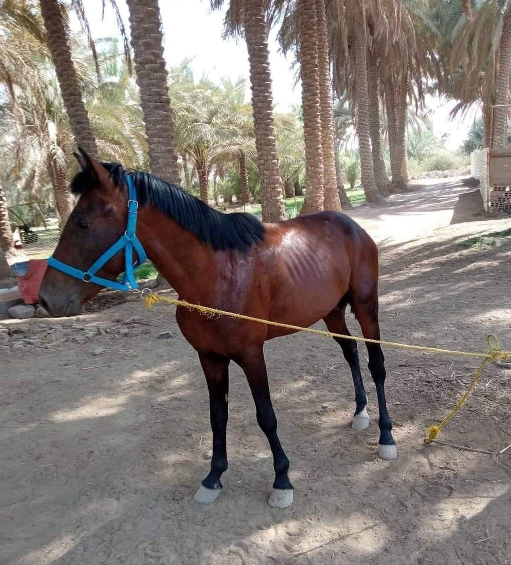 الزلزال والجنرال للقوة والسحر.. موجة ولع بالخيول تجتاح العراق وشهادات من السماوة