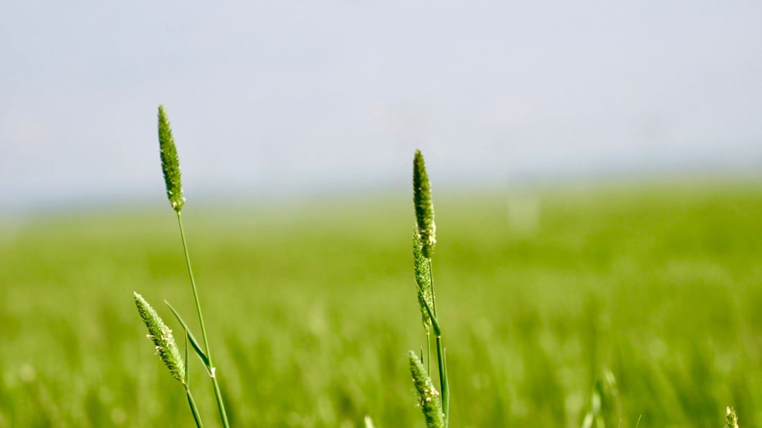 الزراعة: شمول أكثر من 11 مليون دونم بالخطة الشتوية.. الحنطة والشعير أبرز المحاصيل