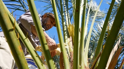 شاهد: ذكور النخيل النشطة تلقح الإناث بانتظار تمور البصرة (فيديو)