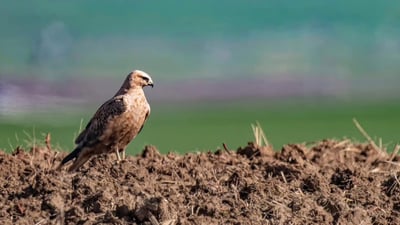 Kurdistan environmental group calls for protected areas to save biodiversity