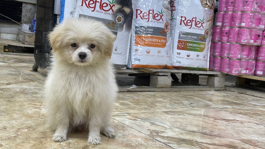 “تيرير” الفرنسي قد يكون أفضل كلب تبدأ معه رحلتك.. بيطري بغدادي