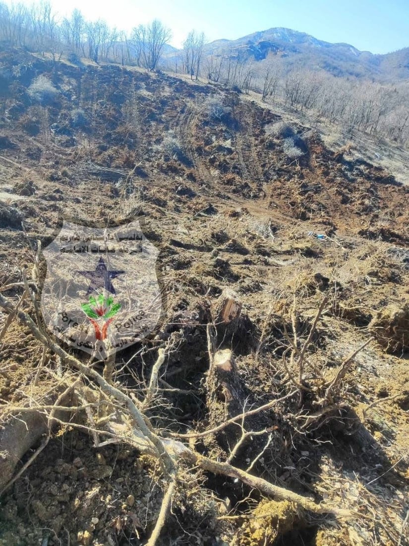 لە پێنجوێن دوو داربڕ کارەساتێکى ژینگەییان دروست کرد