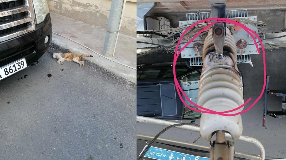 پشیلەیەک کارەبای گەڕەکێک دەکوژێنێتەوە