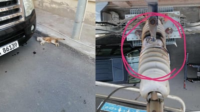 پشیلەیەک کارەبای گەڕەکێک دەکوژێنێتەوە