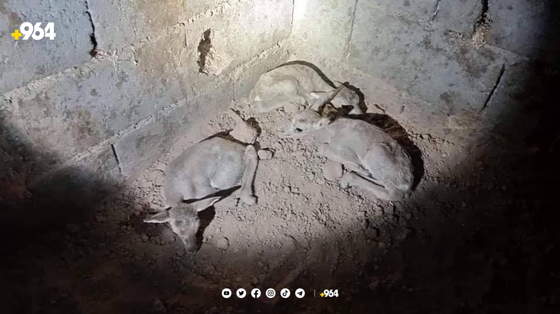 باندێكی بازرگانی كردن بە ئاژەڵی كێویەوە دەستگیركرا