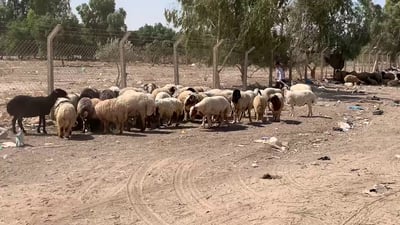 رقم قياسي لأضحية العيد في علوة سامراء.. رأس الغنم تجاوز نصف مليون دينار (فيديو)