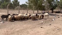 رقم قياسي لأضحية العيد في علوة سامراء.. رأس الغنم تجاوز ...