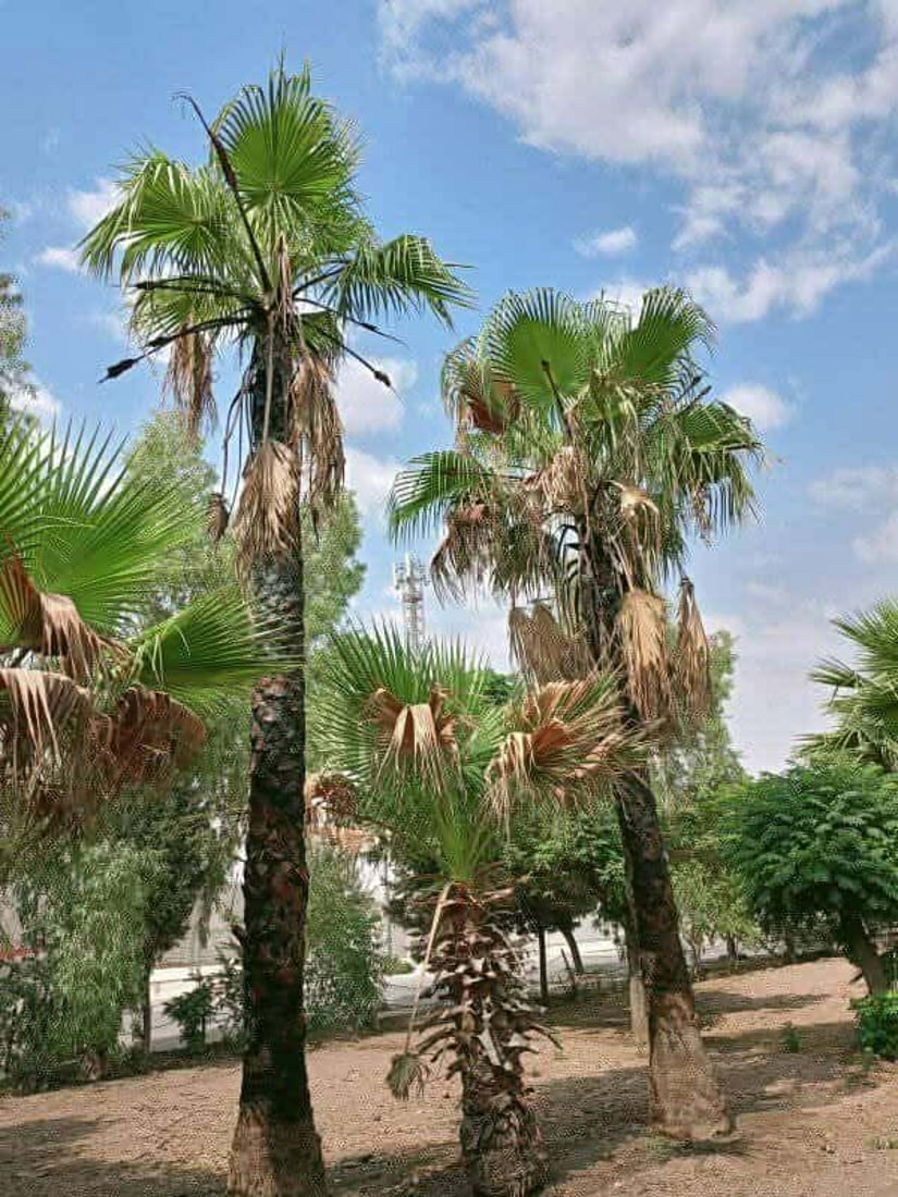 رێكخراوێكی ژینگه‌یی: چه‌ند درەختێكى واشنتۆنیا له‌ ناو ناحیه‌ى ته‌كیه‌ شێوێندراون