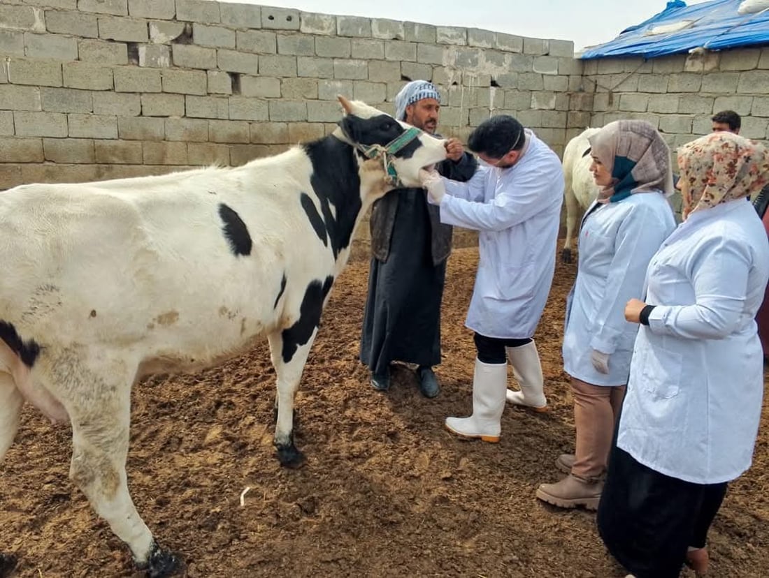 لە خورماتوو ئامادەکاری دەکرێت بۆ رووبەڕووبوونەوەی ڤایرۆسی FMD