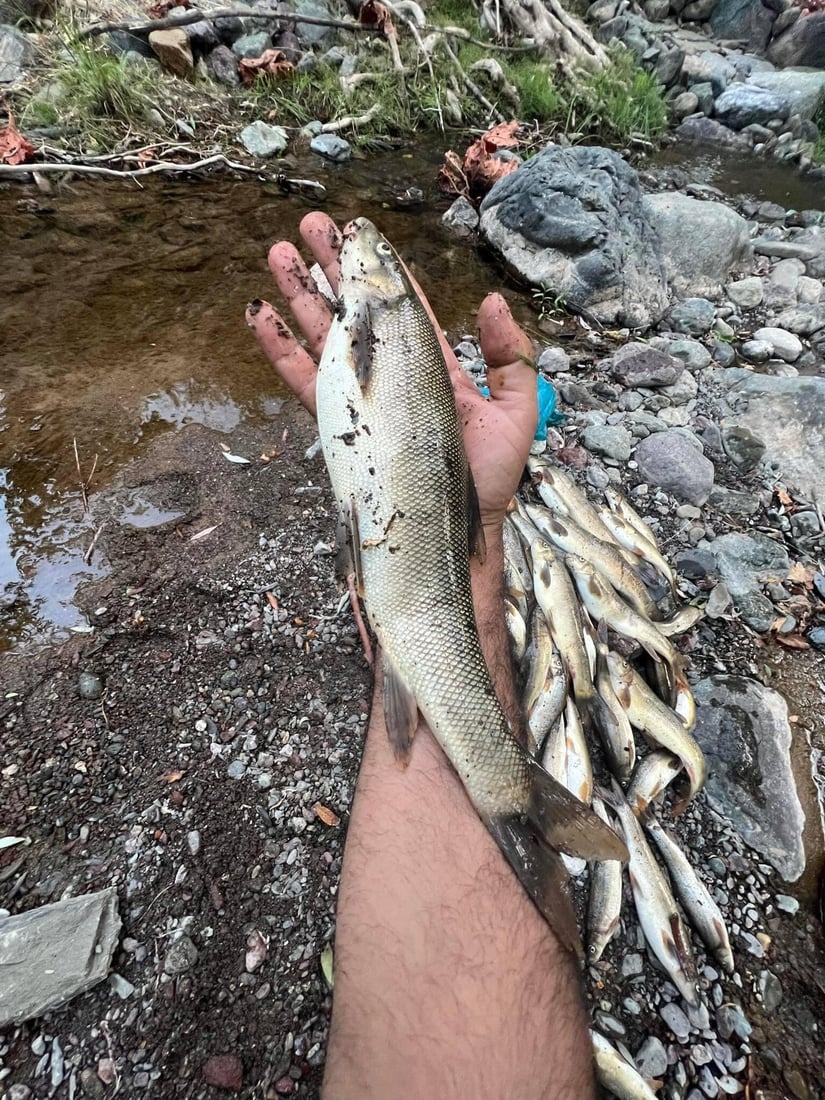 گوندێكی سیده‌كان راوه‌ماسی له‌ دوو رووبار قه‌ده‌غه‌ كرد