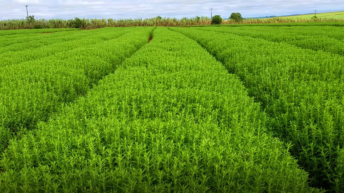 Farmers in Kurdistan Region encouraged to grow stevia