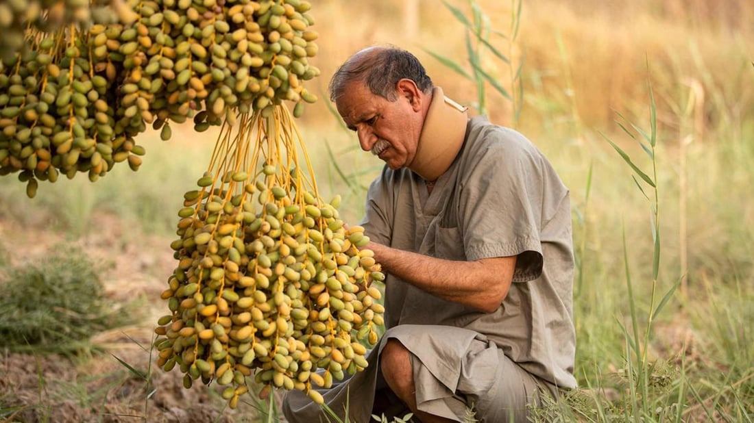 عێراق ژماره‌ى دارخورماكانى لەساڵی داهاتوو ده‌گه‌یه‌نێته‌ 25 ملیۆن دار