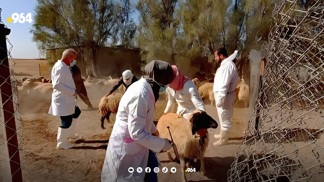 دەرزی دژە نەخۆشی لە ئاژەڵ و پەلەوەرەکانی خورماتوو دەدرێت