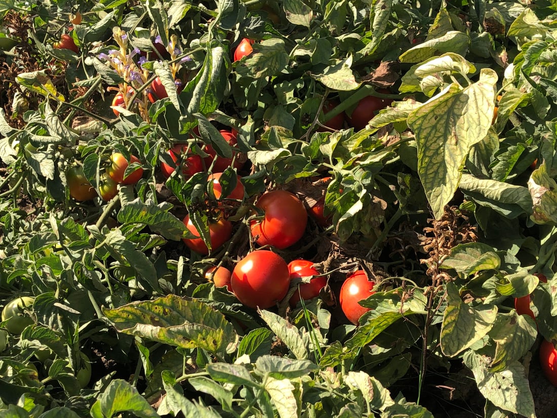 تەماتەی ئێرانی داغڵکرا و تەماتەی خۆماڵیش بەهاکەی لەدەستدا