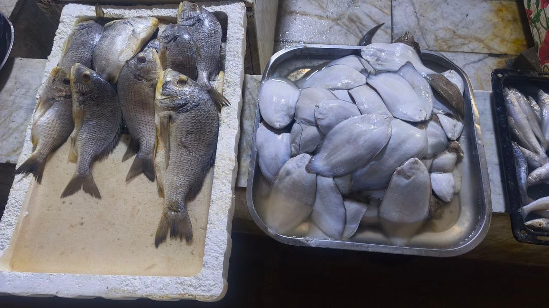 أطنان من السمك.. أم الروبيان والسلطعون في علوة الفاو (صور)