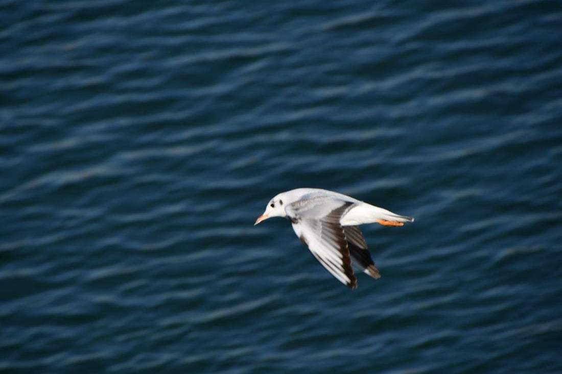 صور: نوارس آسيا الوسطى تحط على نواعير هيت.. فرصة لتوثيق ملامح الطائر المهاجر