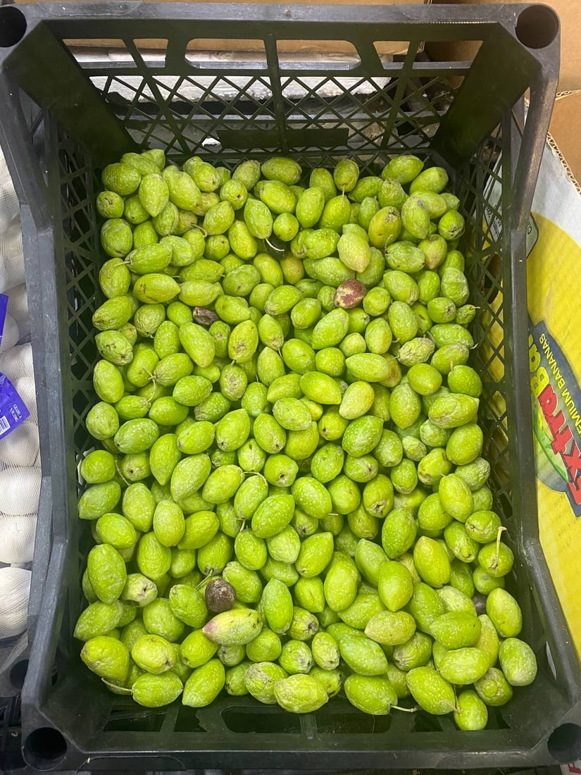 ساڵانە لە دهۆک 34 هەزار تۆن زەیتون بەرهەم دەهێنرێت