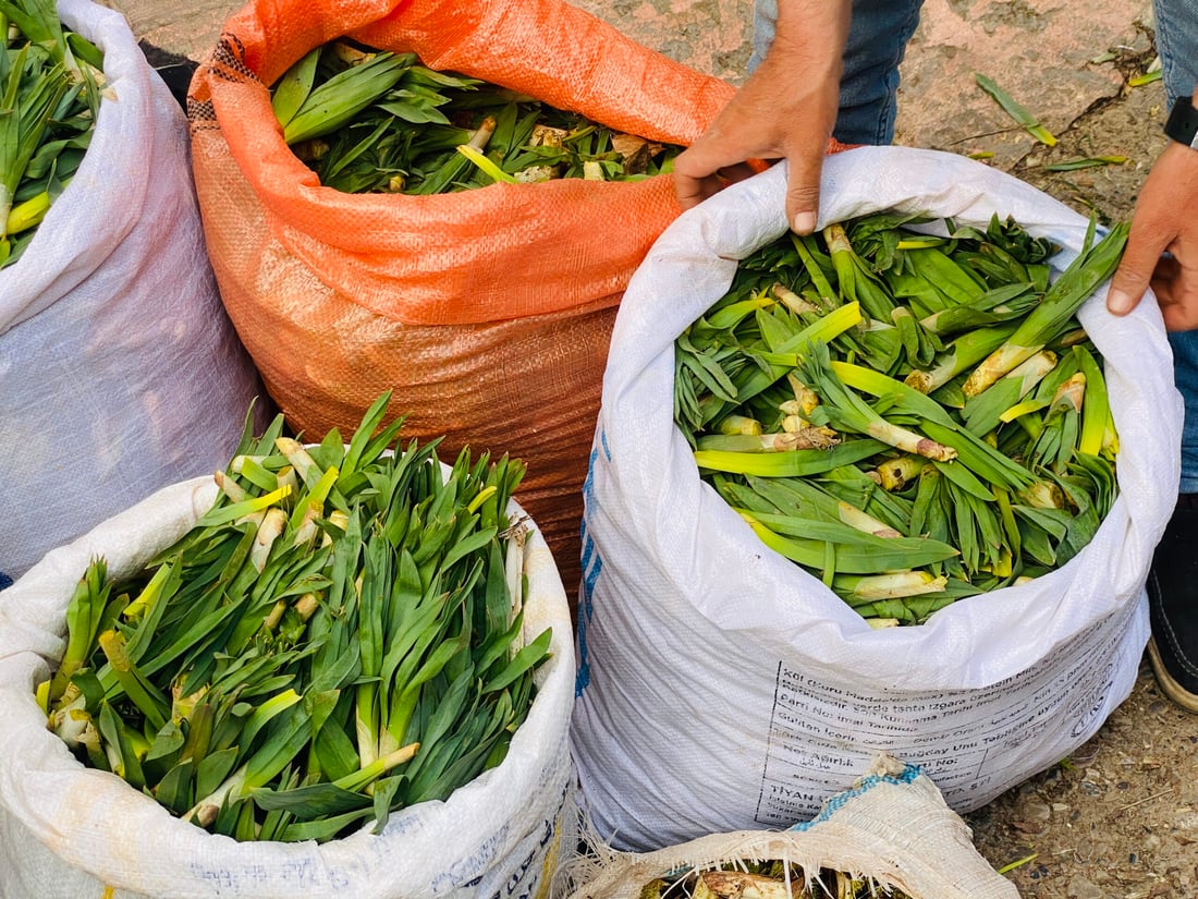 له‌ سۆران گژوگیاى به‌هاره‌ ده‌كرێته‌ فێستیڤاڵ