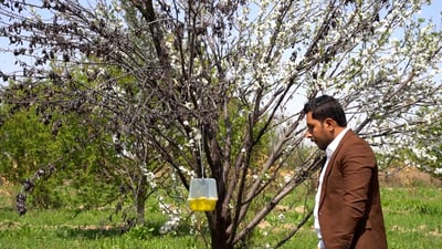 روائح الإناث توقع الذكور في المصيدة فينتهي أمرهم.. العراق يكافح (فيديو)