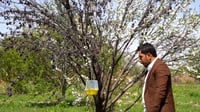 روائح الإناث توقع الذكور في المصيدة فينتهي أمرهم.. العر...