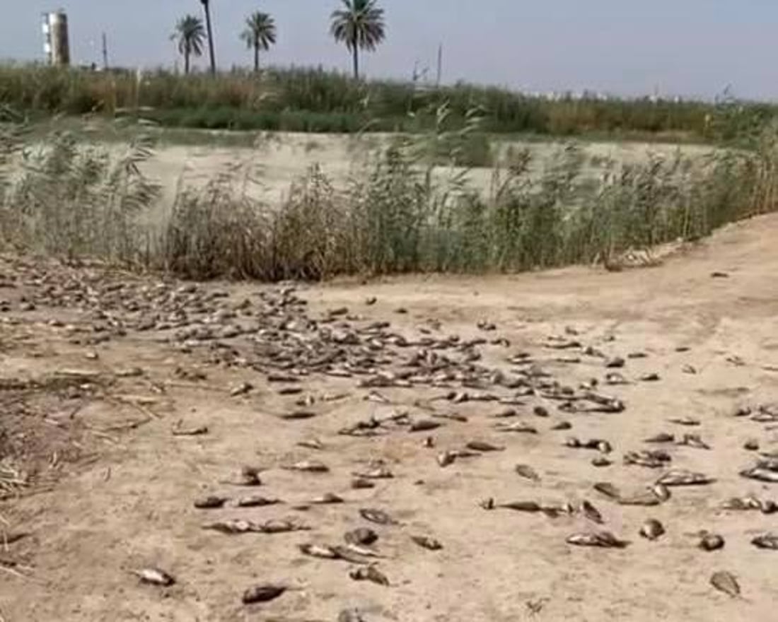 صور: قوة أمنية تردم بحيرات المدائن.. لم تمهل المربين نقل أسماكهم إلى مكان آخر