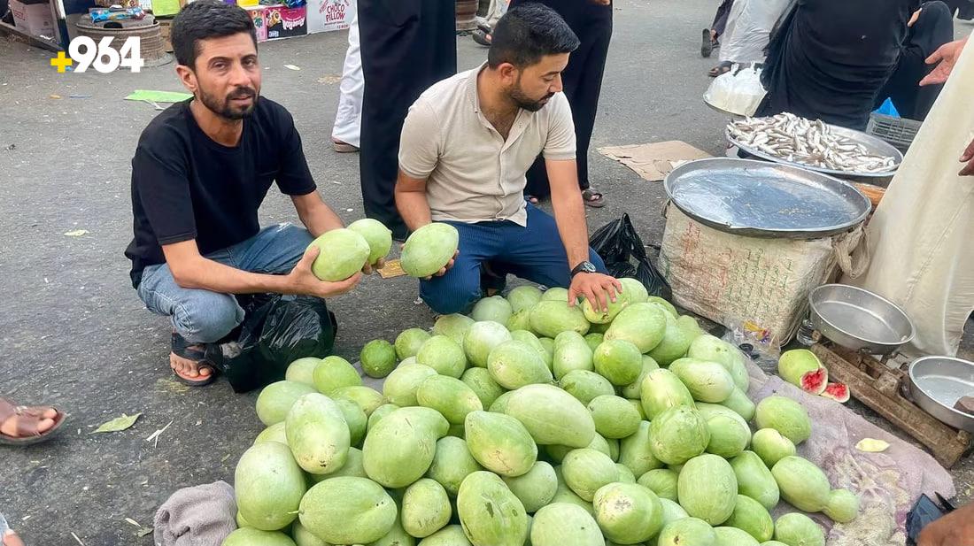 Successful cultivation of ‘Dwarf Watermelon’ in Basra’s Al-Medina district