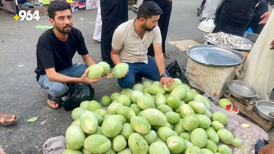 Successful cultivation of ‘Dwarf Watermelon’ in Basra’s Al-Medina district