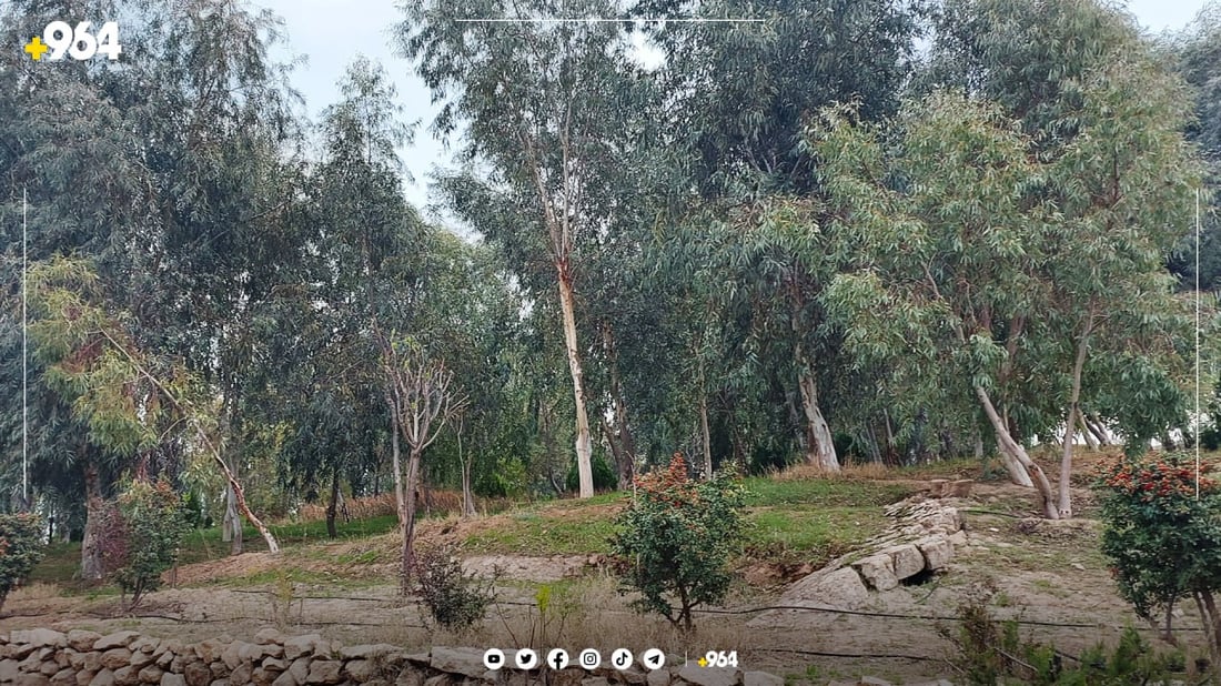 پارکی دارستانی بەردەڕەش