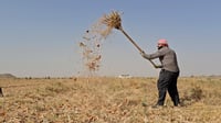 البصل العراقي الأحمر والحار.. بدأ القلع و